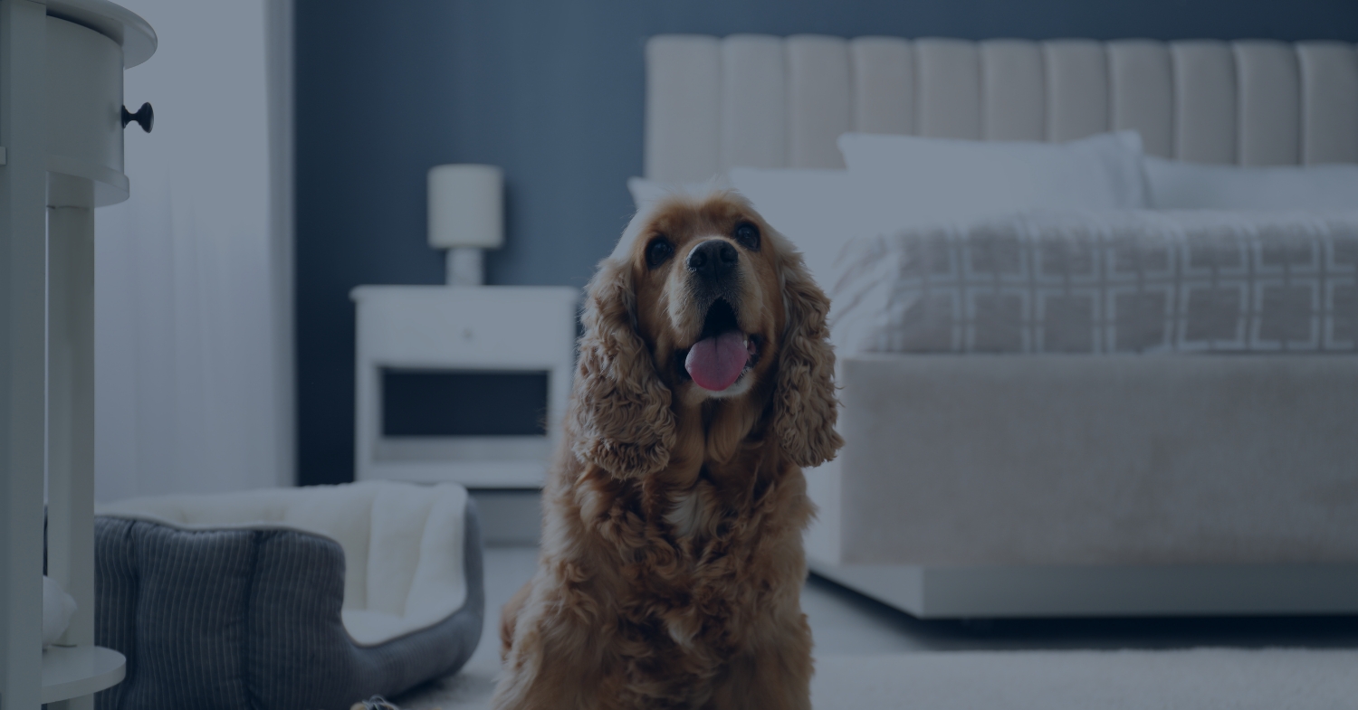 L’Association Hôtellerie du Québec et ExperiSens, une unité de recherche de l’ITHQ, dévoilent un guide des bonnes pratiques pour l’accueil des chiens dans les établissements hôteliers