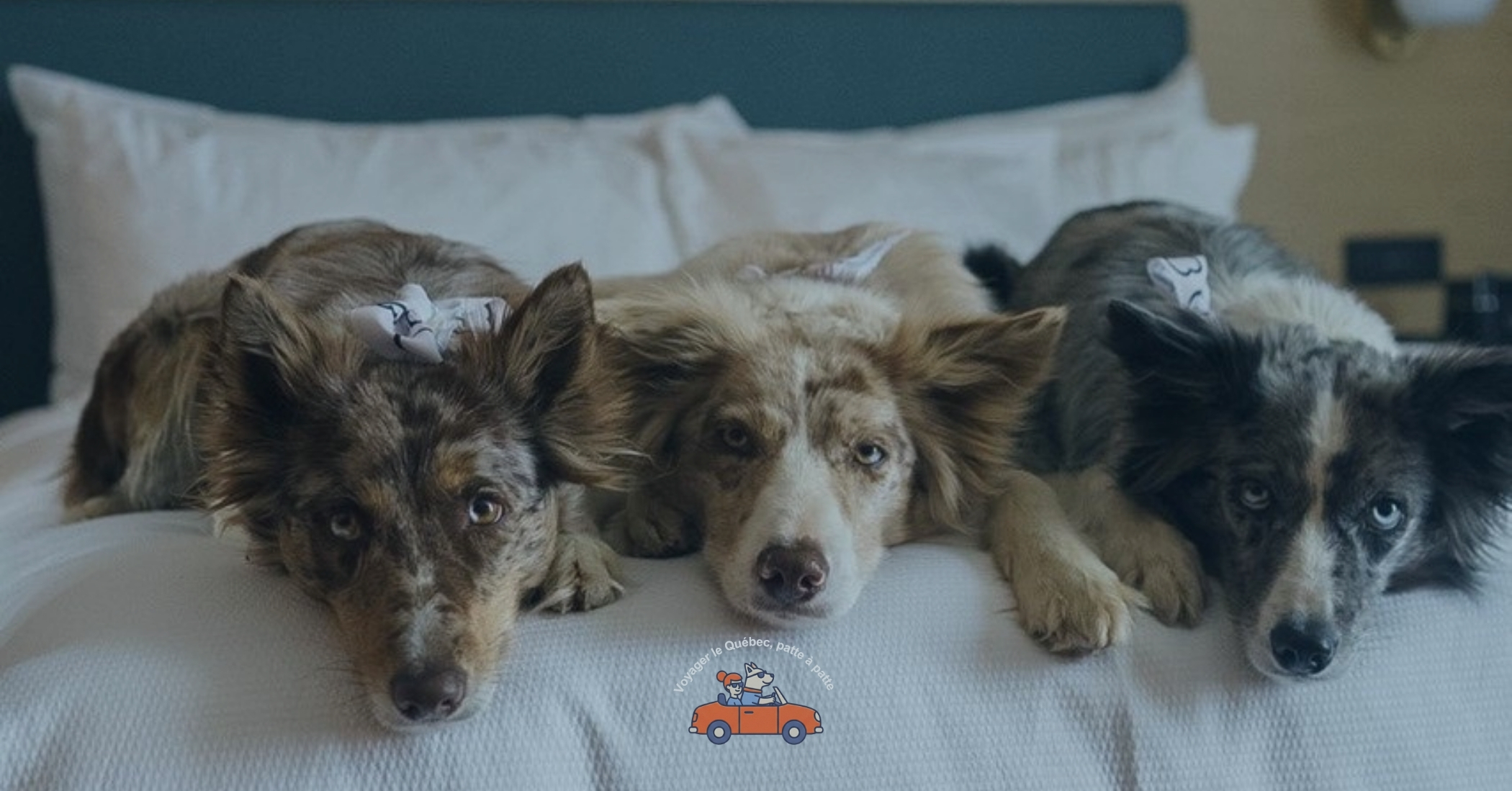 Au-delà du “pet friendly”: vers une expérience canine intégrée au Québec